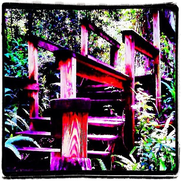 Hiking Photograph - The Climb Up - At Ravine Gardens State by Photography By Boopero