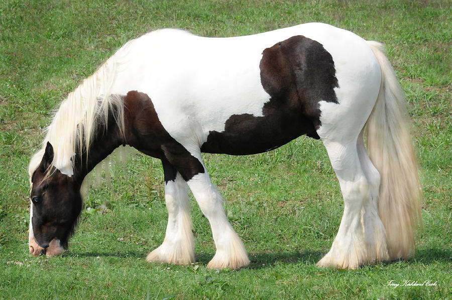 The Cob Photograph