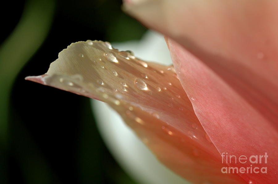 Tulip Photograph - The Color of Joy by Johanne Peale