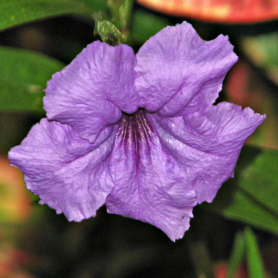 Flower Photograph - The Color Purple by David  Brown