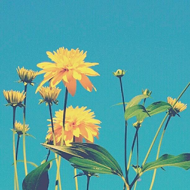 Flower Photograph - The #colors Of #august... #flowers #sky by Linandara Linandara