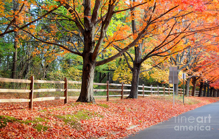 The Colors of Fall Photograph by Paint Box Studio - Fine Art America