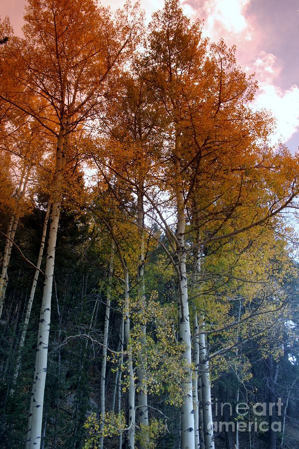 The Colors of Fall I Photograph by Ellen Heaverlo