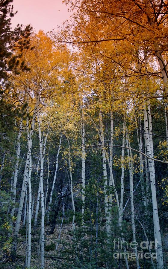 The Colors of Fall II Photograph by Ellen Heaverlo