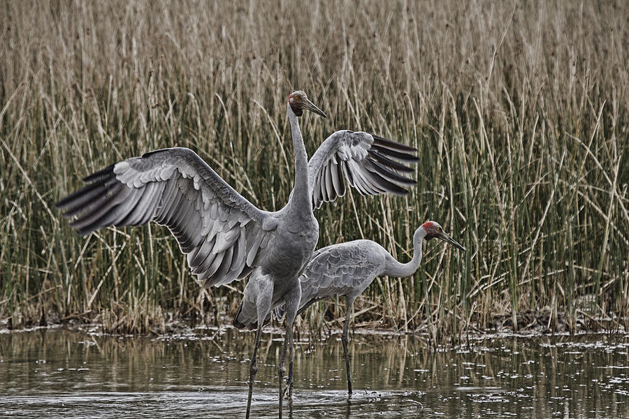 The Conductor V2 Photograph by Douglas Barnard - Pixels