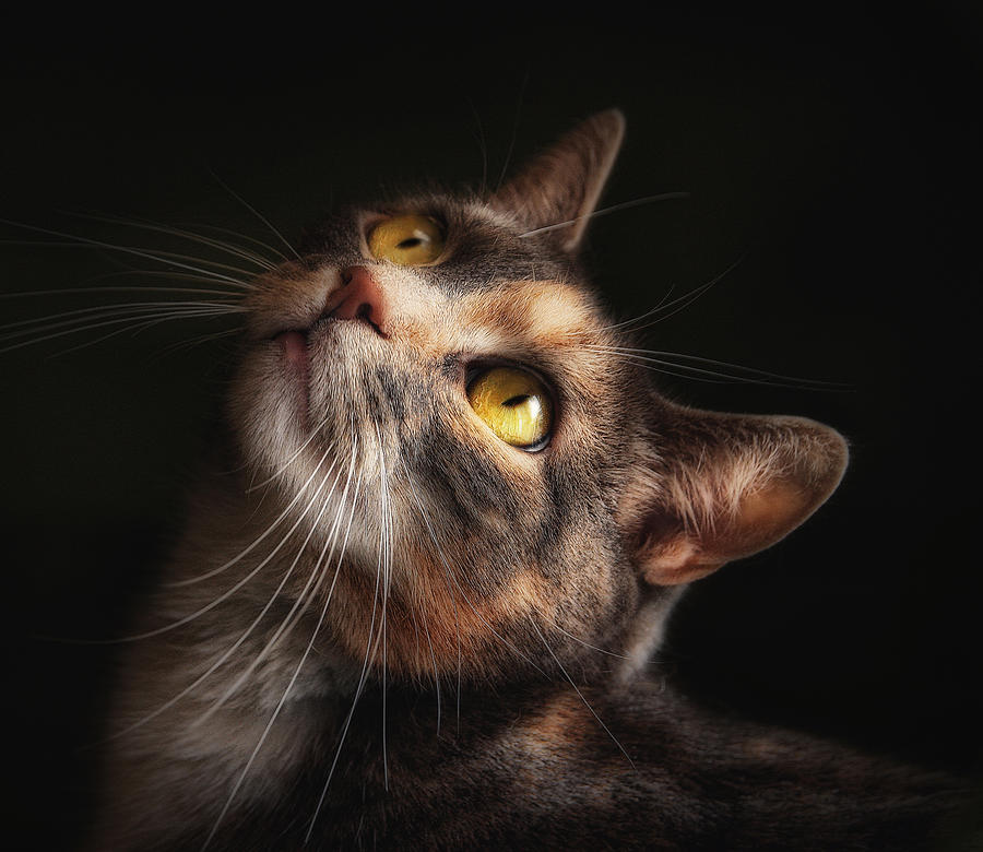 Cat Photograph - The Contessa by Pat Abbott
