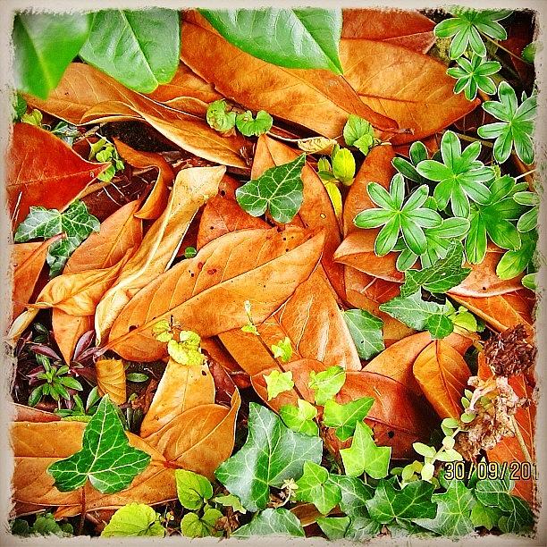 Seasons Photograph - The Contrasting Colours Of Autumn by Polly Rhodes