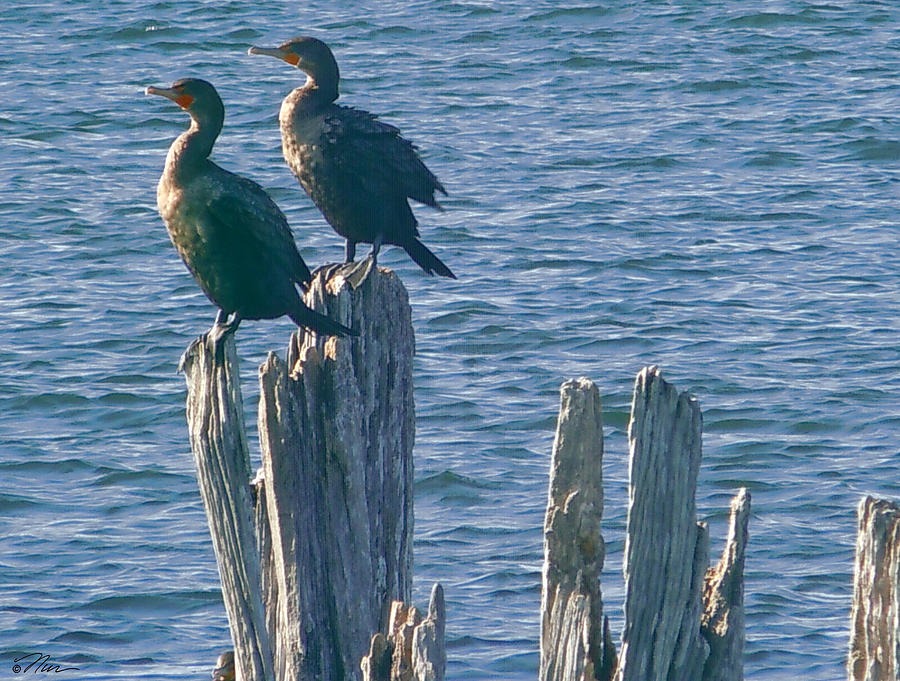 The Cormorants Basking Photograph by Nancy Griswold