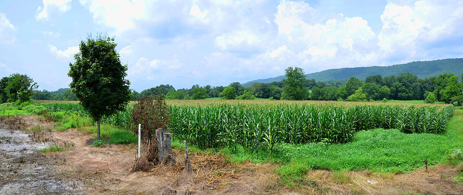 The Corn Field Photograph by Paul Mashburn