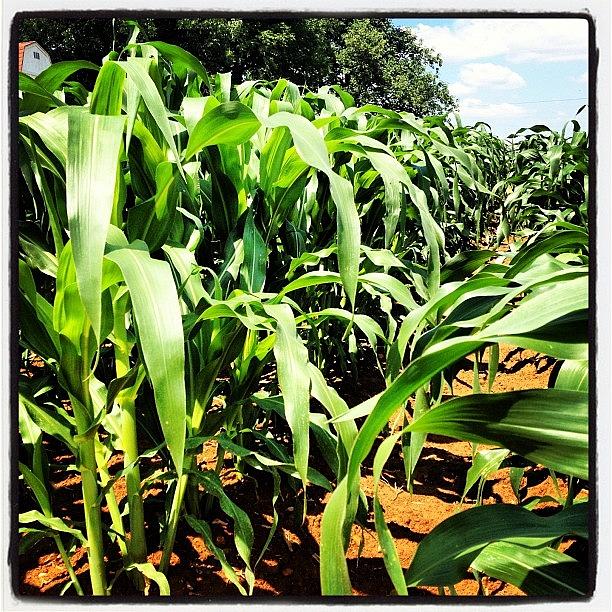 The Corn Will Be Here Soon!!! Photograph by Dana Howard