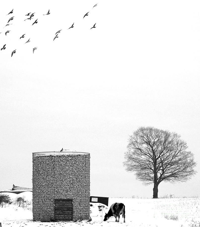 The Corncrib And The Cow And The Crows Photograph by Terry Doyle