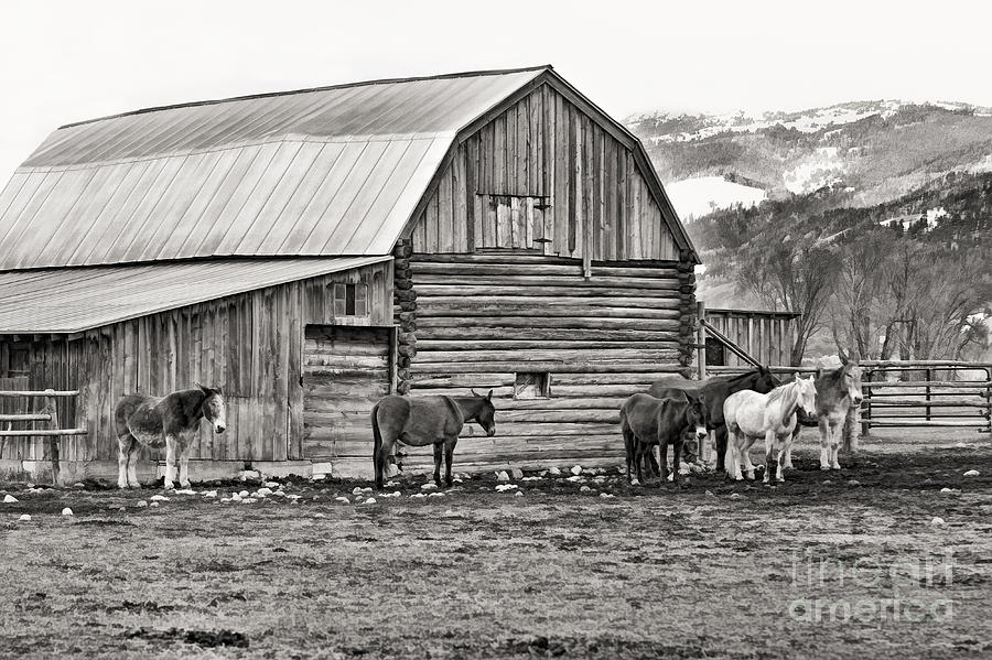 The Corral Photograph by Clare VanderVeen