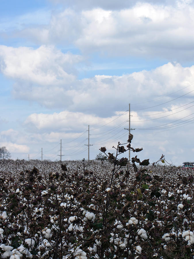 The Cotton Crops of Limestone County Alabama Photograph by Kathy Clark