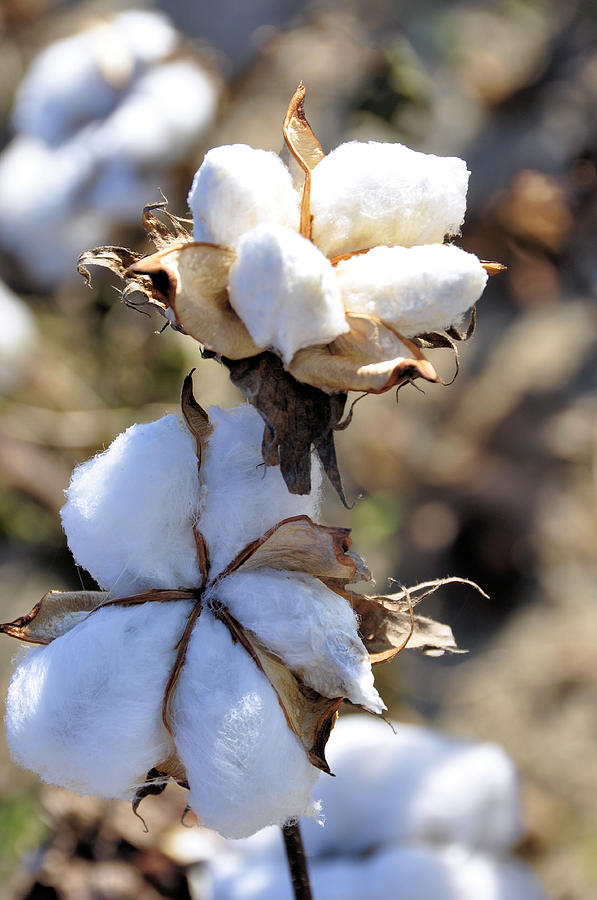 The Cotton Is Ready Photograph by Jan Amiss Photography