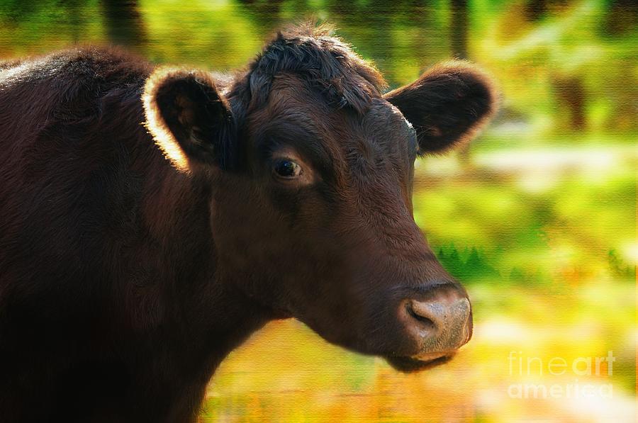 The Cow Photograph by Elaine Manley