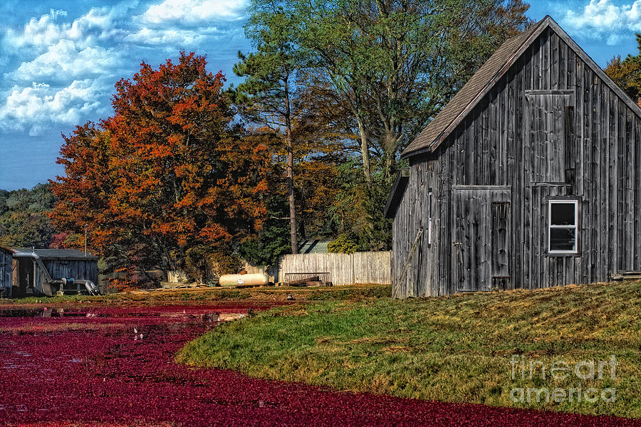 Fall Photograph - The Cranberry Farm by Gina Cormier