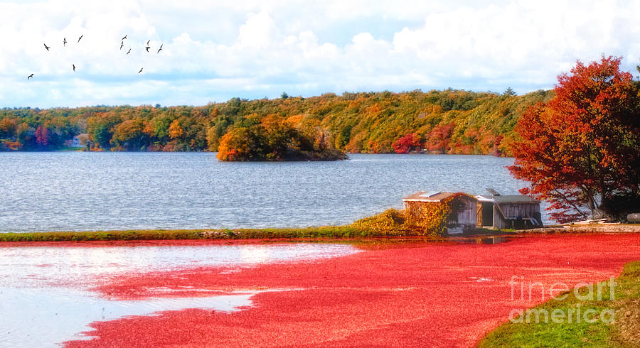The Cranberry Farms of Cape Cod Photograph by Gina Cormier