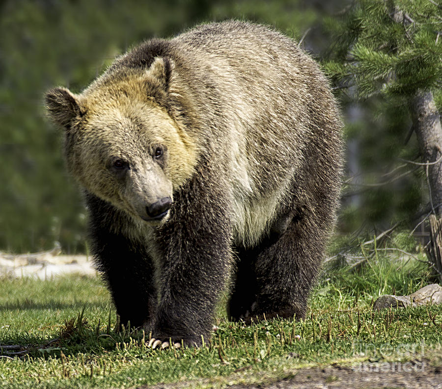 The Cub Photograph by Carolyn Fox | Fine Art America