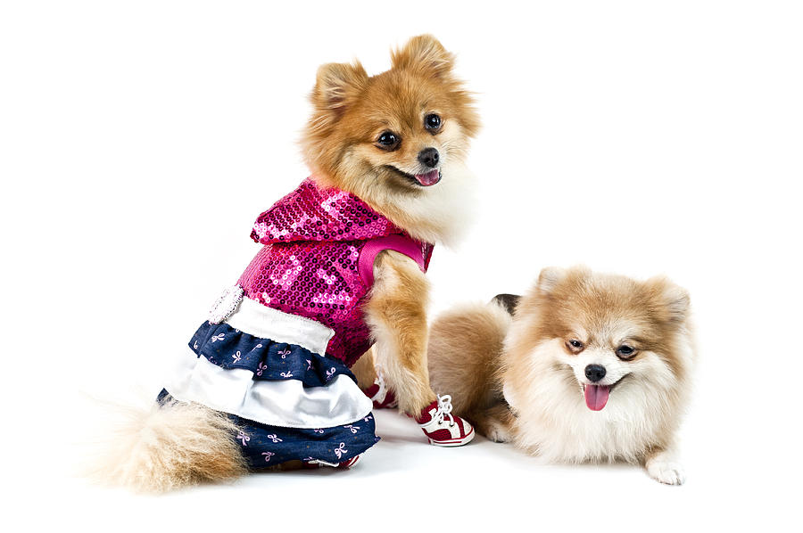 The Cute Pomeranian Dog Over White Photograph