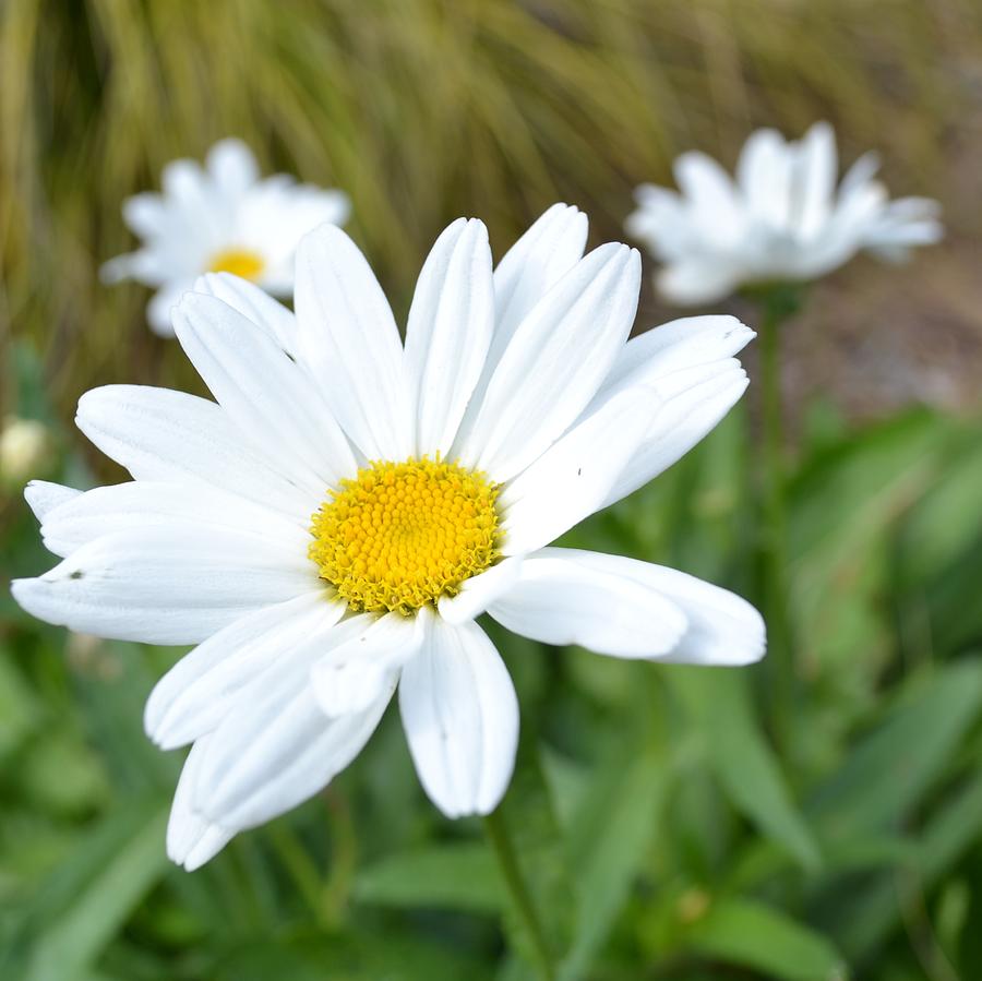 Nature Photograph - The Daisies by P S