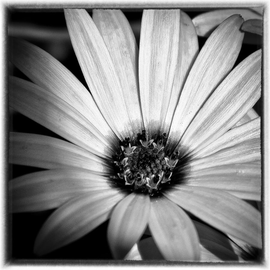 The Daisy II Photograph by David Patterson | Fine Art America