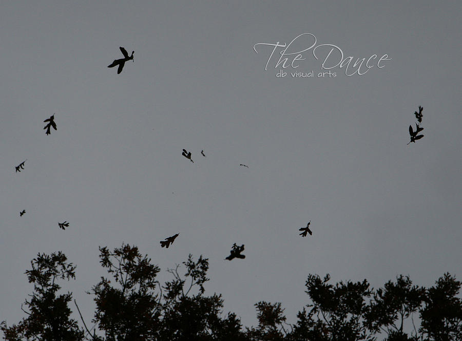 The Dance - Leaves dancing on the wind Photograph by Denise Beverly
