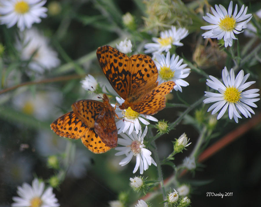 The Dance of Meadow Fritillary Butterflies  Photograph by Susan Stevens Crosby