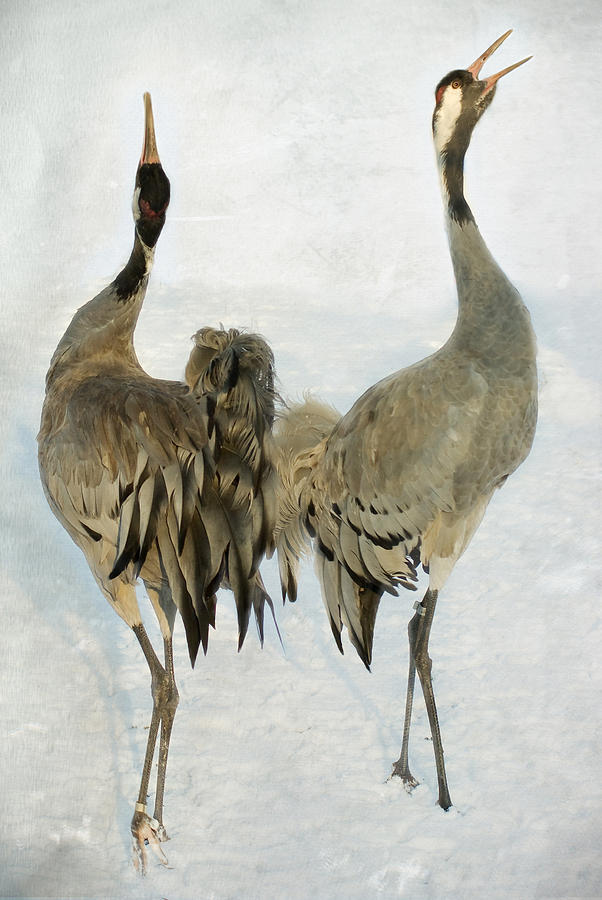 the cranes dance by meg howrey