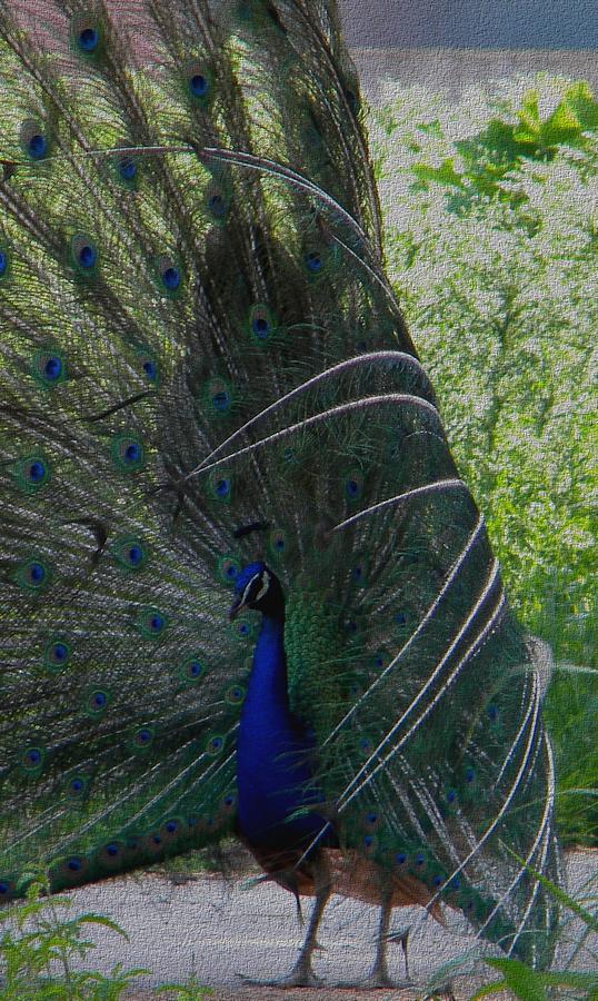 The dancing peacock Photograph by Manuela Constantin