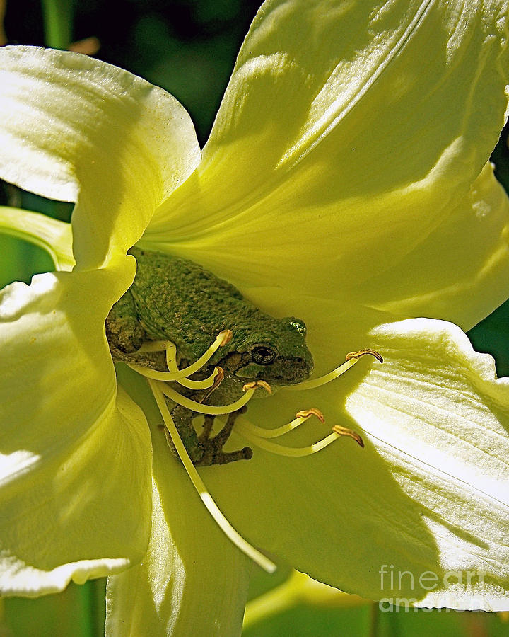 Nature Photograph - The Day Lily Met Her Prince by Sue Stefanowicz