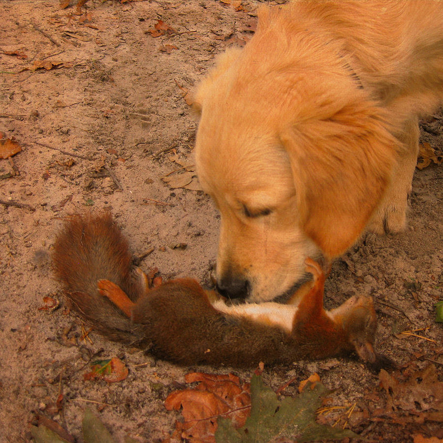 The Dead Squirrel And The Mourning Puppy Photograph by Nop Briex