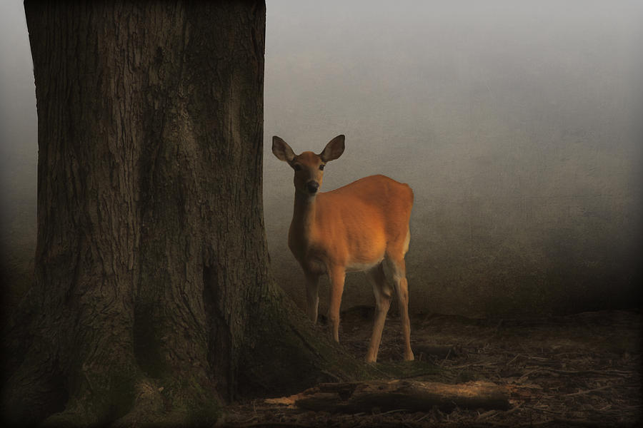 Animal Photograph - The Deer And The Tree by Tom York Images