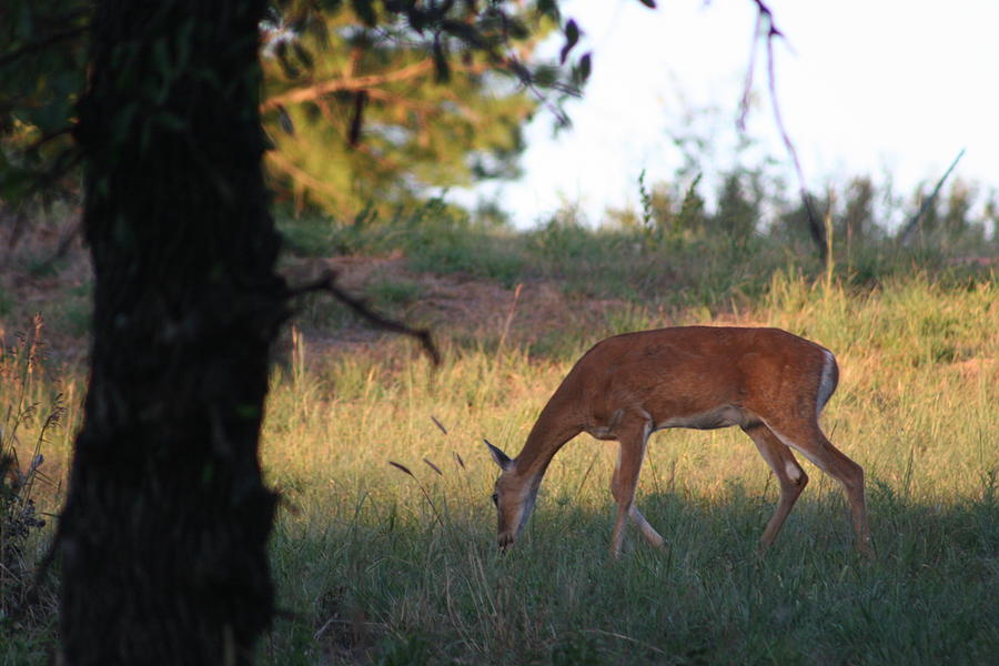 The Deer At The Lake Photograph by Kelli Anderson-Campbell - Fine Art ...