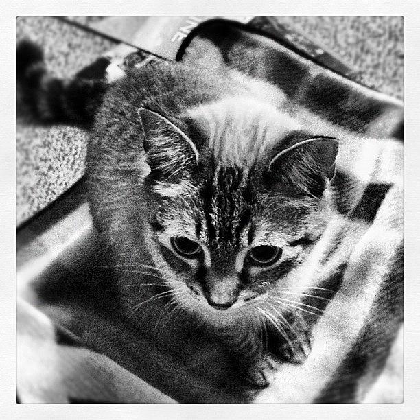 Cat Photograph - The #deuce. #cat#pet#kitty#b&w by Kris Cox