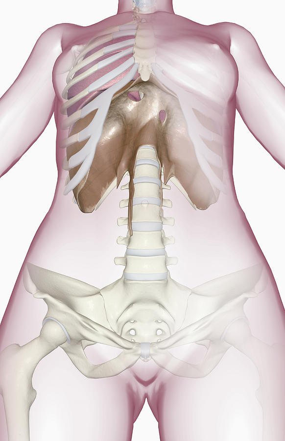 The Diaphragm Digital Art by MedicalRF.com