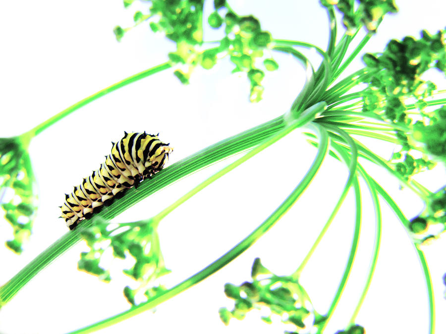 Caterpillars Photograph - The Dill Express by Amy Tyler
