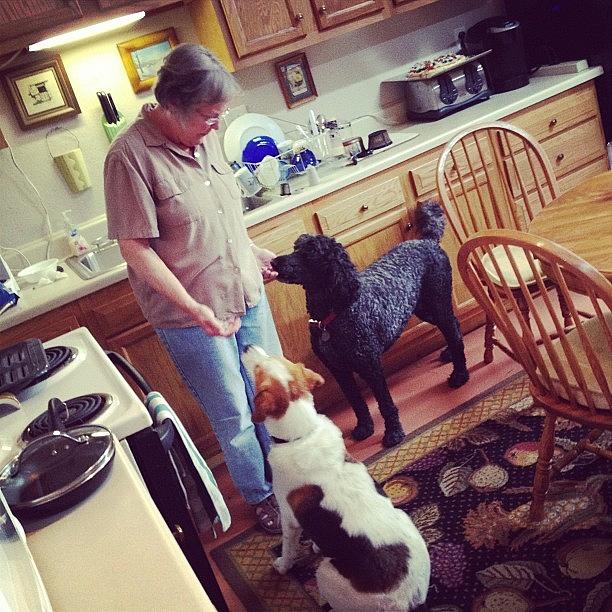 Dog Photograph - The Dog Whisperer by Melissa Lutes Dog Photograph - The Dog Whisperer by Melissa Lutes
