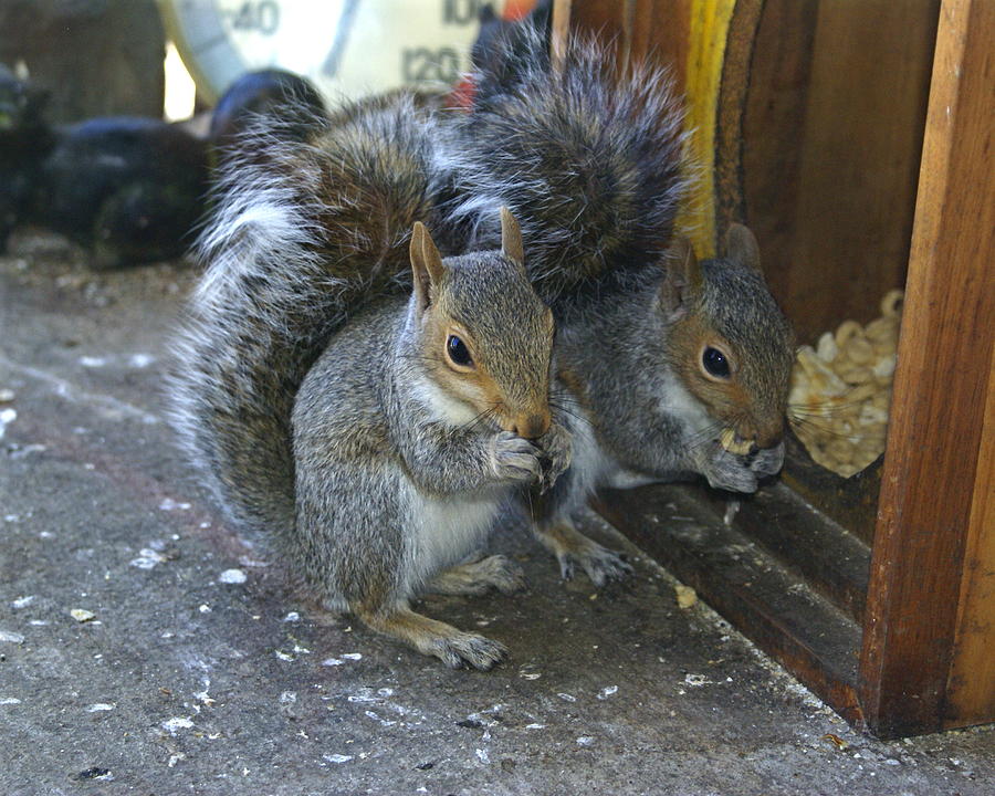 The Doublemint Twins of Squirrelville Photograph by Ben Upham III