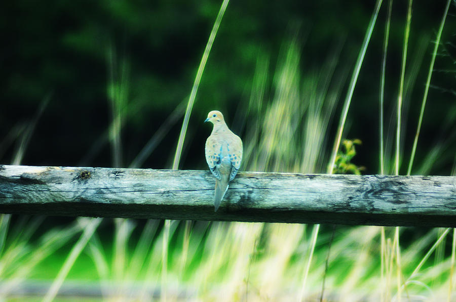 Dove Photograph - The Dove by Bill Cannon