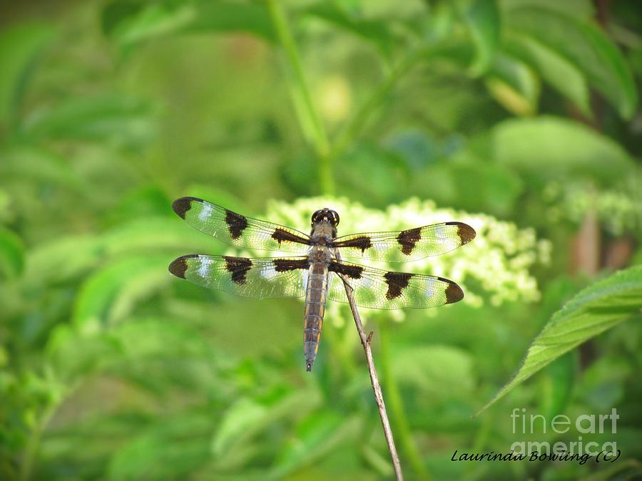 The Dragon Fly 1 Photograph by Laurinda Bowling