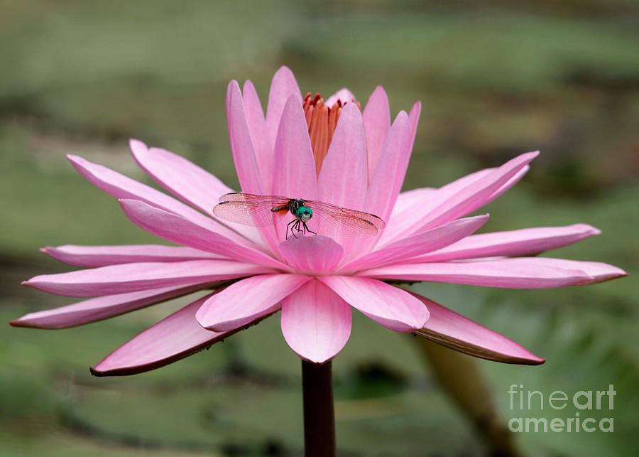 The Dragonfly and the Pink Water Lily Photograph by Sabrina L Ryan