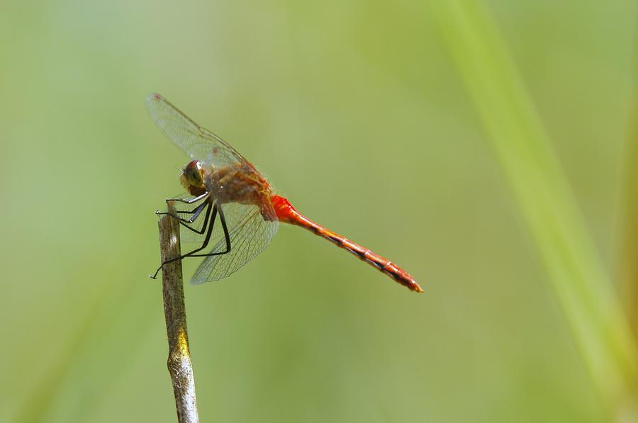 The Dragonfly Hangs On Photograph by Jeff Swan