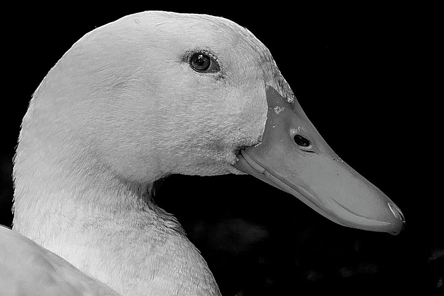 The Duck again Photograph by David Haskett II