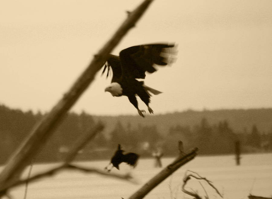 The Eagle Flies With The Crow Photograph by Kym Backland