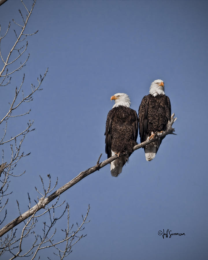 Nature Photograph - The Eagle Has Landed by Jeff Swanson