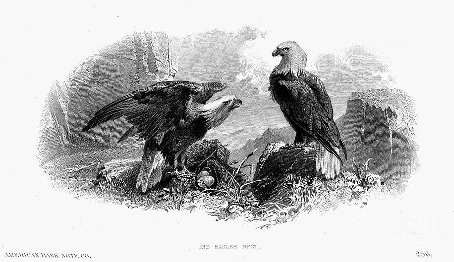 The Eagles Nest, 1870 Photograph by Granger