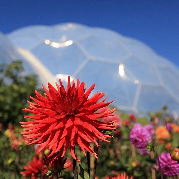Flowers Still Life Photograph - The Eden Project In Cornwall by Phil Martin