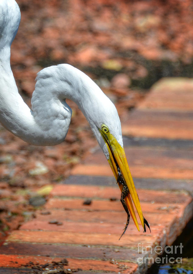 The Egret And The Frog Photograph by Kathy Baccari