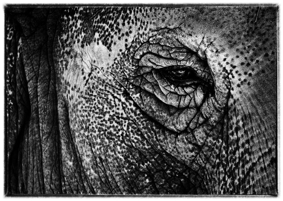 The Elephants Eye Photograph by Hakon Soreide