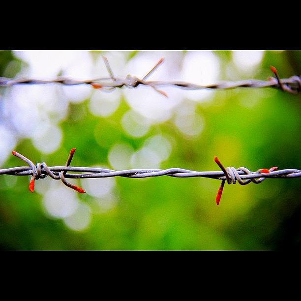 Rose Photograph - The Epic Of Prison And Freedom, By My by Ahmed Oujan